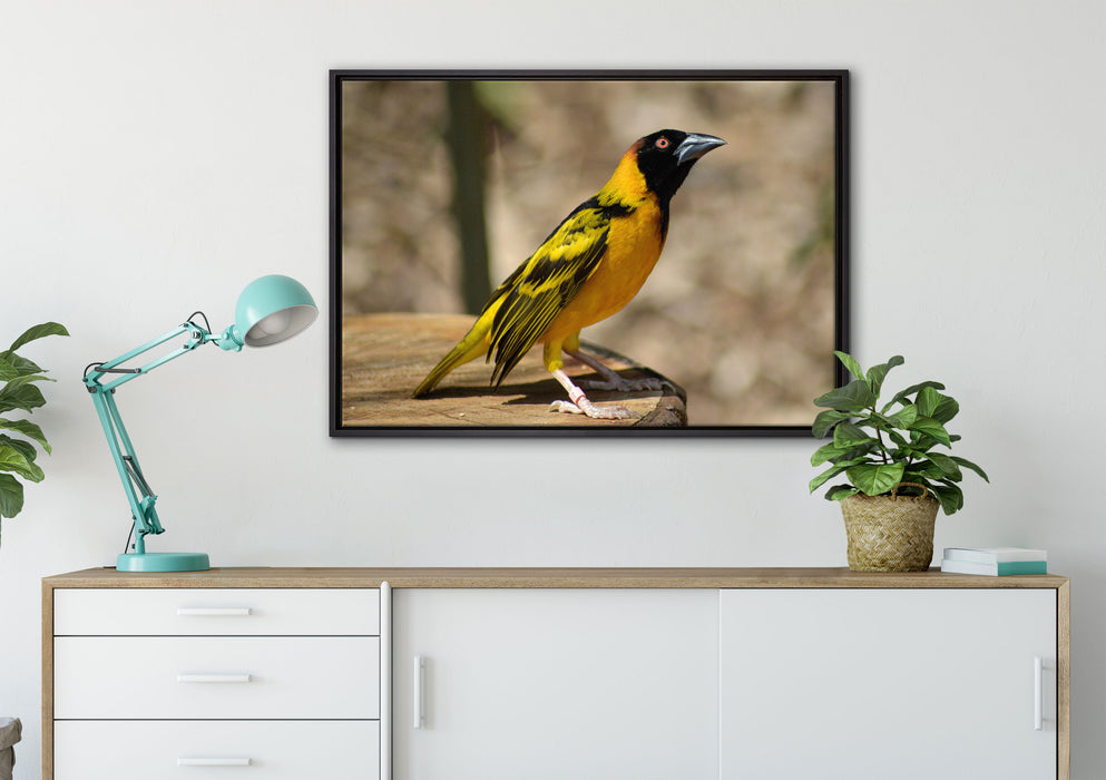 prächtiger gelber Star auf Leinwandbild gerahmt verschiedene Größen im Wohnzimmer