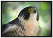 schöner grauer Adler auf Leinwandbild gerahmt Größe 100x70