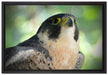schöner grauer Adler auf Leinwandbild gerahmt Größe 60x40