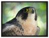 schöner grauer Adler auf Leinwandbild gerahmt Größe 80x60