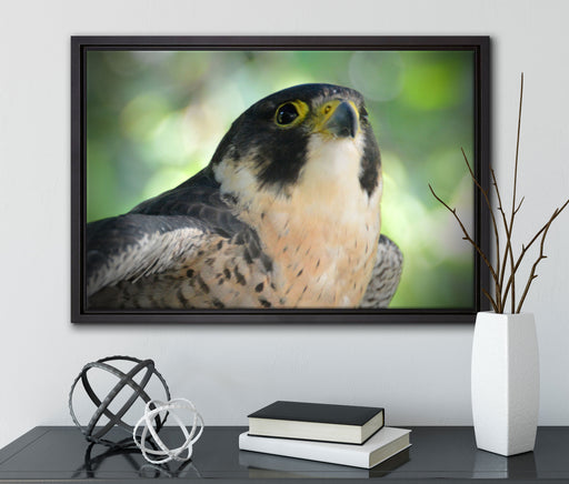 schöner grauer Adler auf Leinwandbild gerahmt mit Kirschblüten