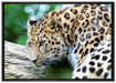 aufmerksamer Leopard auf Baumstamm auf Leinwandbild gerahmt Größe 100x70