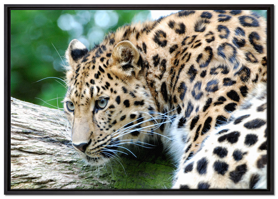 aufmerksamer Leopard auf Baumstamm auf Leinwandbild gerahmt Größe 100x70