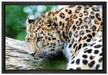 aufmerksamer Leopard auf Baumstamm auf Leinwandbild gerahmt Größe 60x40