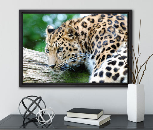 aufmerksamer Leopard auf Baumstamm auf Leinwandbild gerahmt mit Kirschblüten