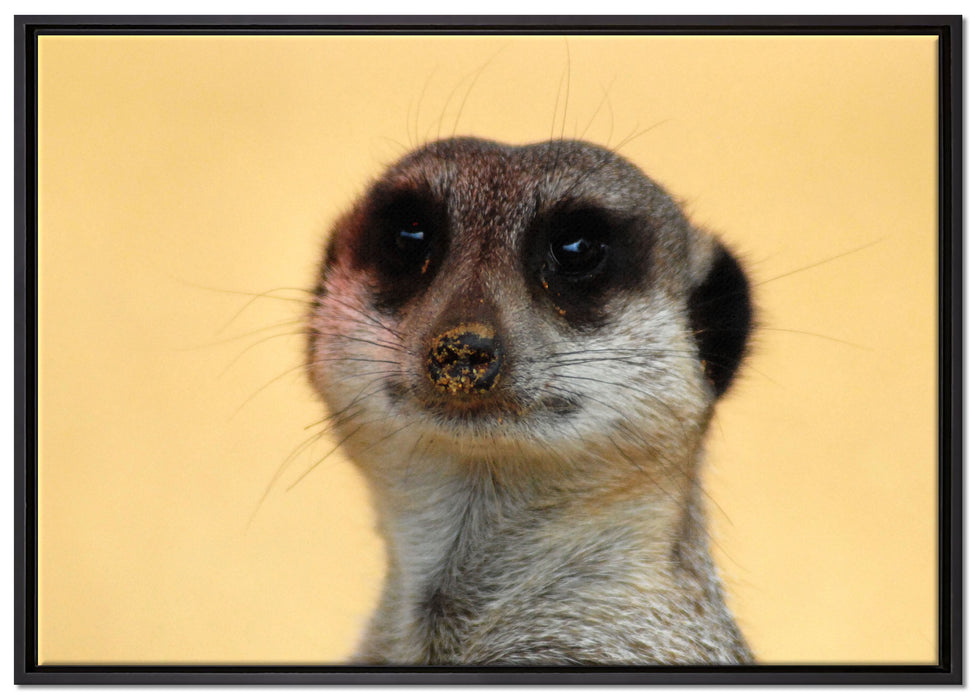kleines frechen Erdmännchen auf Leinwandbild gerahmt Größe 100x70