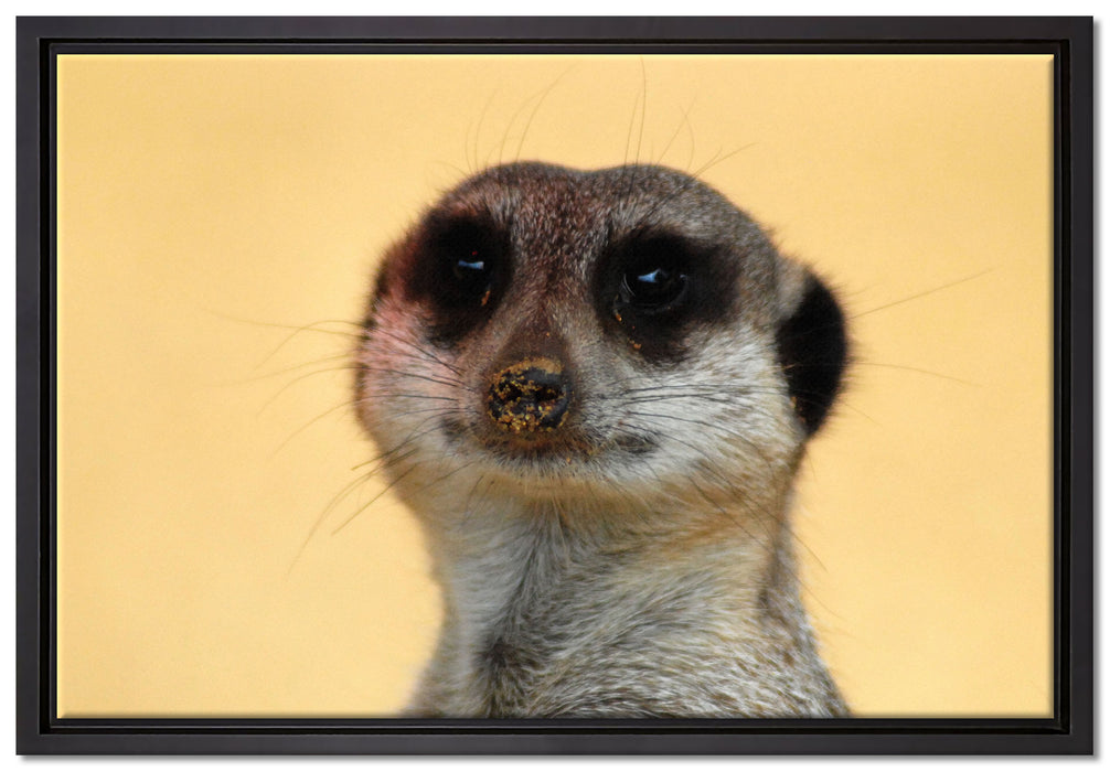 kleines frechen Erdmännchen auf Leinwandbild gerahmt Größe 60x40