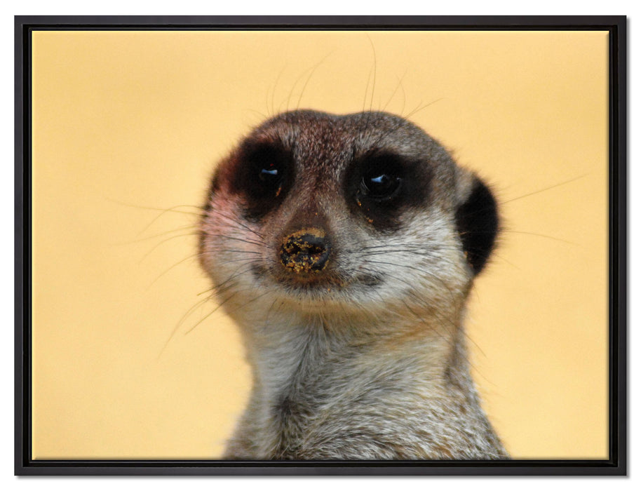 kleines frechen Erdmännchen auf Leinwandbild gerahmt Größe 80x60