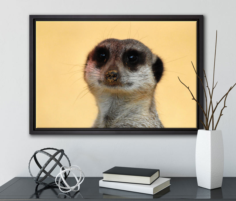 kleines frechen Erdmännchen auf Leinwandbild gerahmt mit Kirschblüten