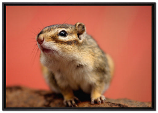 niedliches Streifenhörnchen auf Leinwandbild gerahmt Größe 100x70