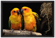 zwei Sonnensittiche auf Leinwandbild gerahmt Größe 60x40