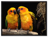 zwei Sonnensittiche auf Leinwandbild gerahmt Größe 80x60