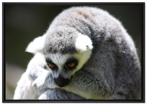 sitzender Katta auf Leinwandbild gerahmt Größe 100x70