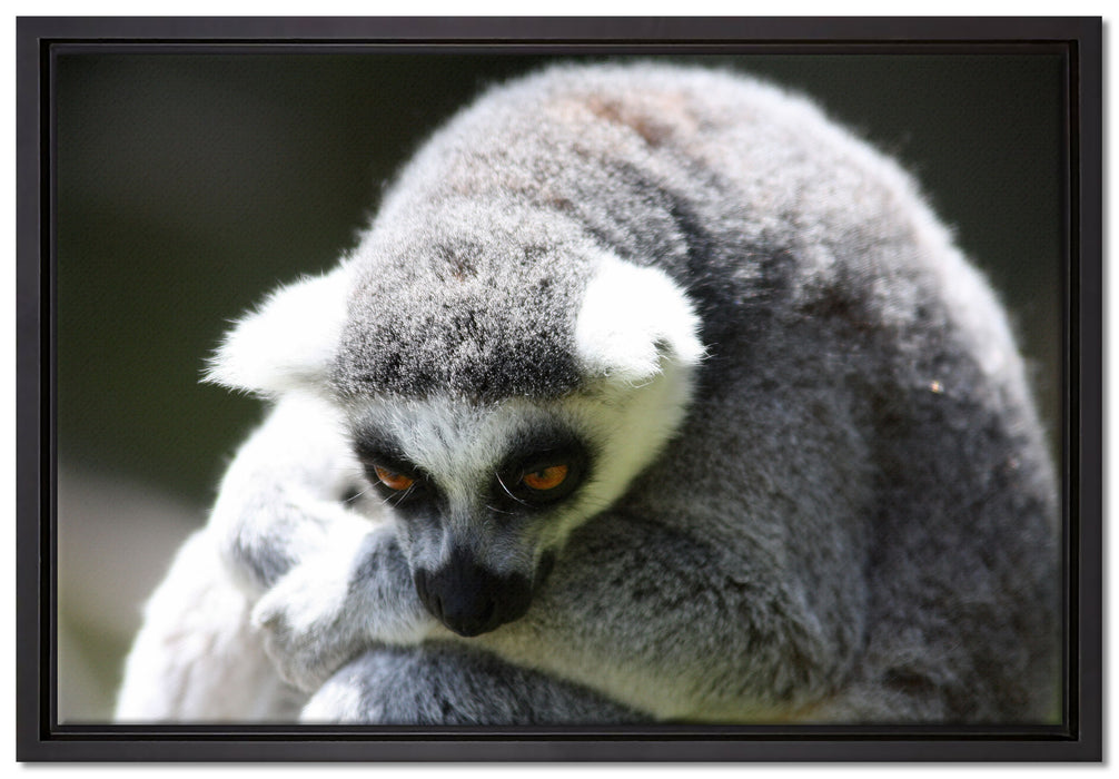 sitzender Katta auf Leinwandbild gerahmt Größe 60x40