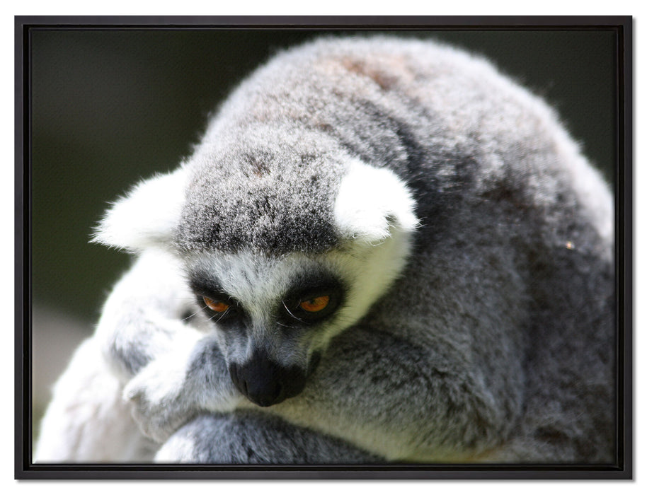 sitzender Katta auf Leinwandbild gerahmt Größe 80x60