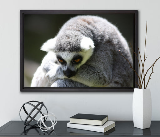 sitzender Katta auf Leinwandbild gerahmt mit Kirschblüten