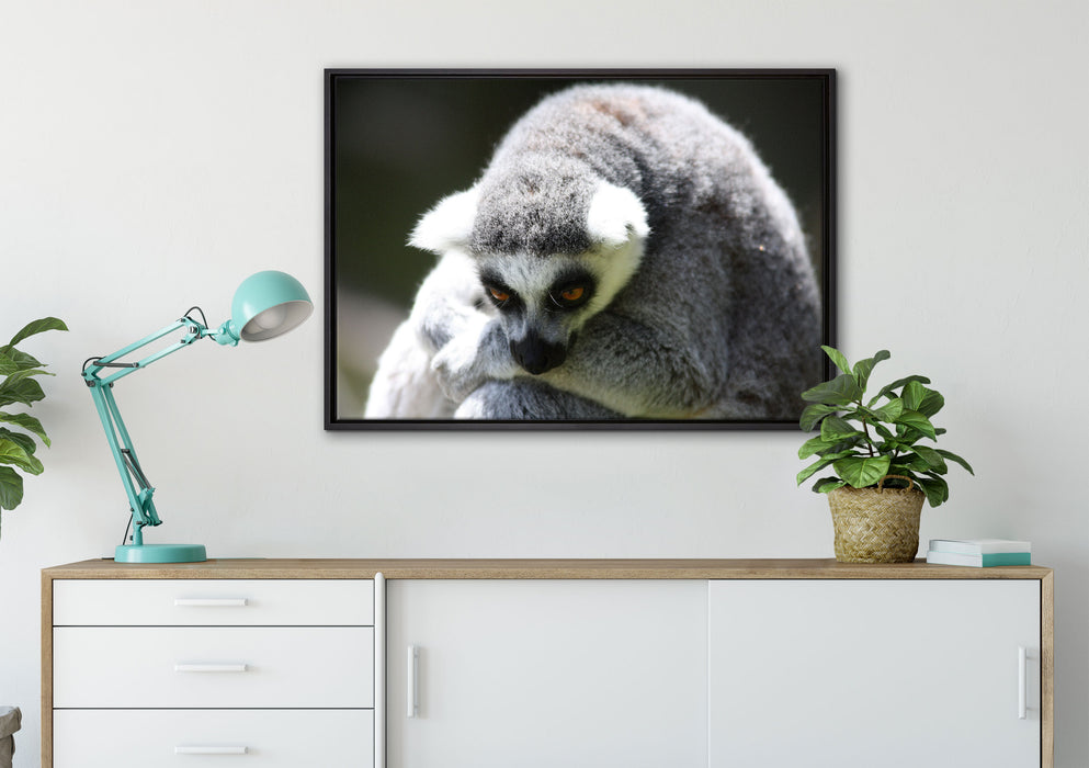 sitzender Katta auf Leinwandbild gerahmt verschiedene Größen im Wohnzimmer