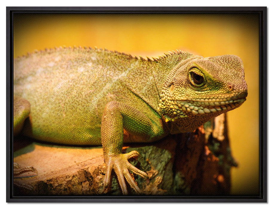 kleine grüne Eidechse auf Leinwandbild gerahmt Größe 80x60