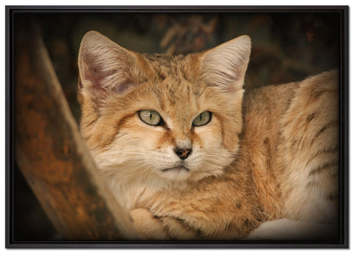 kleine Sandkatze auf Leinwandbild gerahmt Größe 100x70