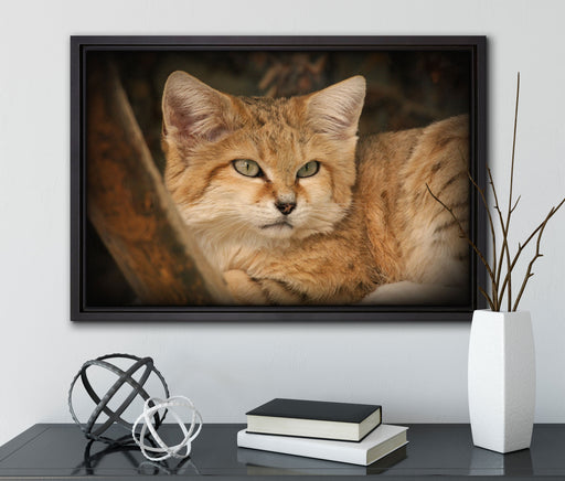 kleine Sandkatze auf Leinwandbild gerahmt mit Kirschblüten