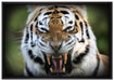 aggressiver Tiger auf Leinwandbild gerahmt Größe 100x70