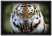 aggressiver Tiger auf Leinwandbild gerahmt Größe 60x40