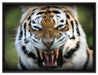 aggressiver Tiger auf Leinwandbild gerahmt Größe 80x60