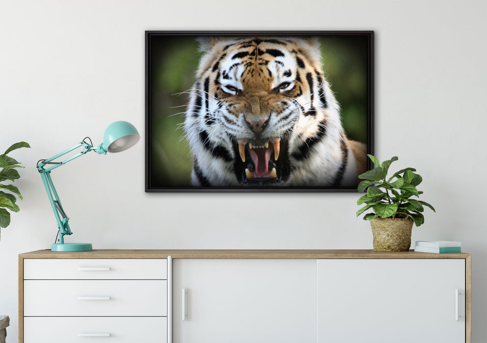 aggressiver Tiger auf Leinwandbild gerahmt verschiedene Größen im Wohnzimmer