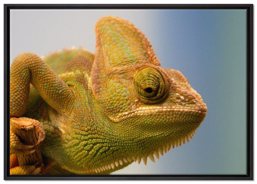gelbes Chamäleon auf Leinwandbild gerahmt Größe 100x70