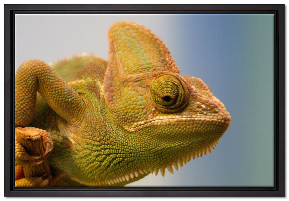 gelbes Chamäleon auf Leinwandbild gerahmt Größe 60x40