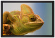gelbes Chamäleon auf Leinwandbild gerahmt Größe 60x40