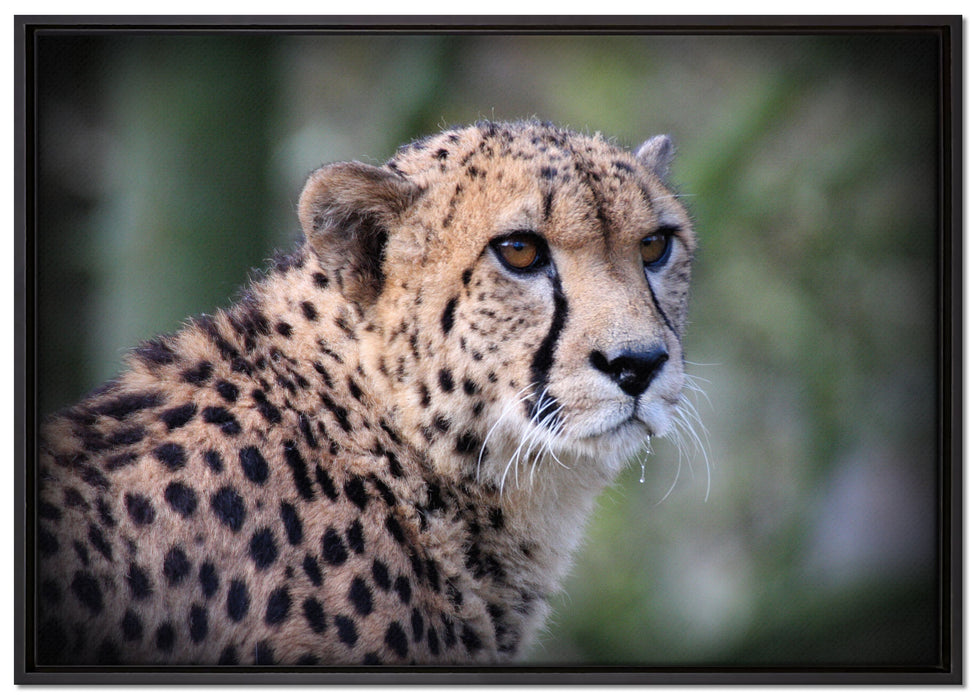 bildschöner Gepard auf Leinwandbild gerahmt Größe 100x70