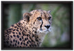 bildschöner Gepard auf Leinwandbild gerahmt Größe 60x40