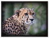 bildschöner Gepard auf Leinwandbild gerahmt Größe 80x60
