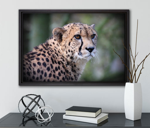 bildschöner Gepard auf Leinwandbild gerahmt mit Kirschblüten