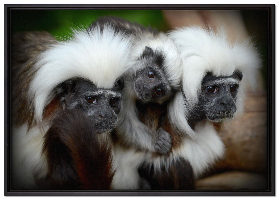 kleine Lisztäffchen-Familie auf Leinwandbild gerahmt Größe 100x70