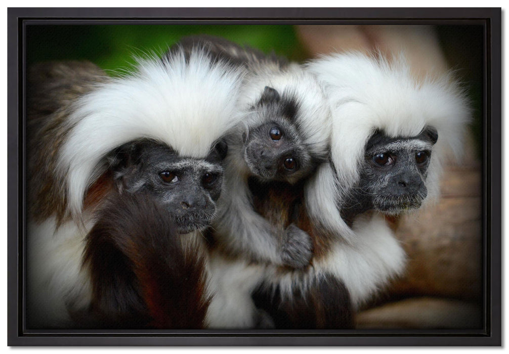 kleine Lisztäffchen-Familie auf Leinwandbild gerahmt Größe 60x40