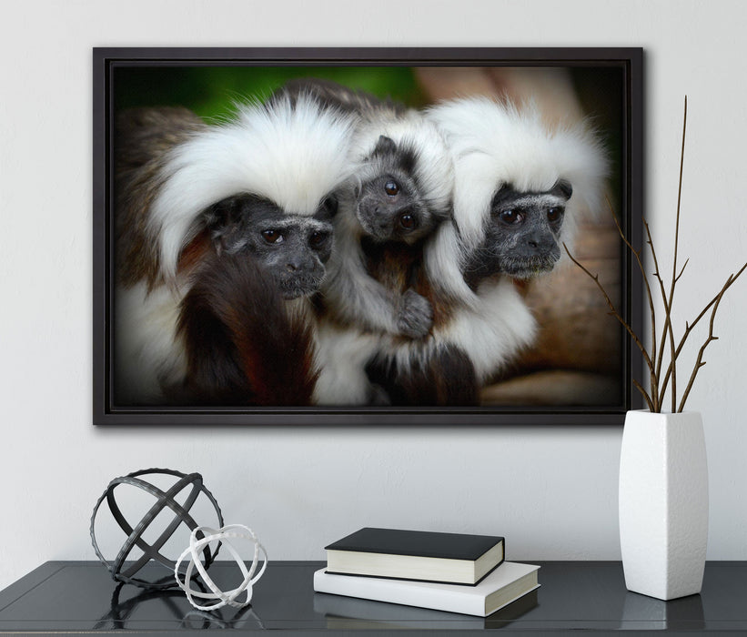 kleine Lisztäffchen-Familie auf Leinwandbild gerahmt mit Kirschblüten