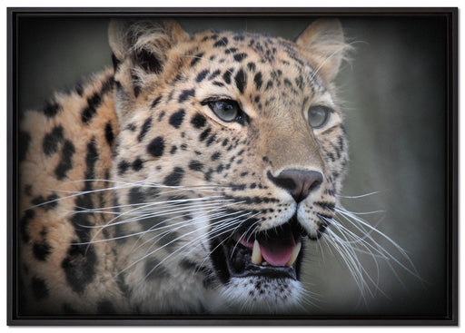 ausgewachsener Leopard auf Leinwandbild gerahmt Größe 100x70