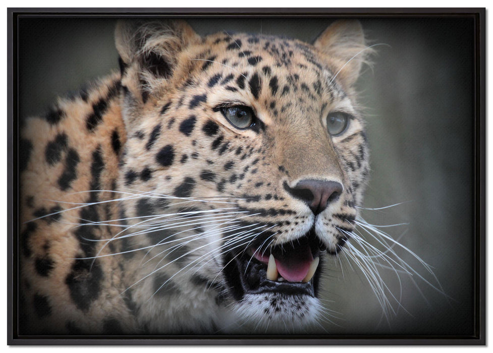 ausgewachsener Leopard auf Leinwandbild gerahmt Größe 100x70