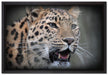 ausgewachsener Leopard auf Leinwandbild gerahmt Größe 60x40