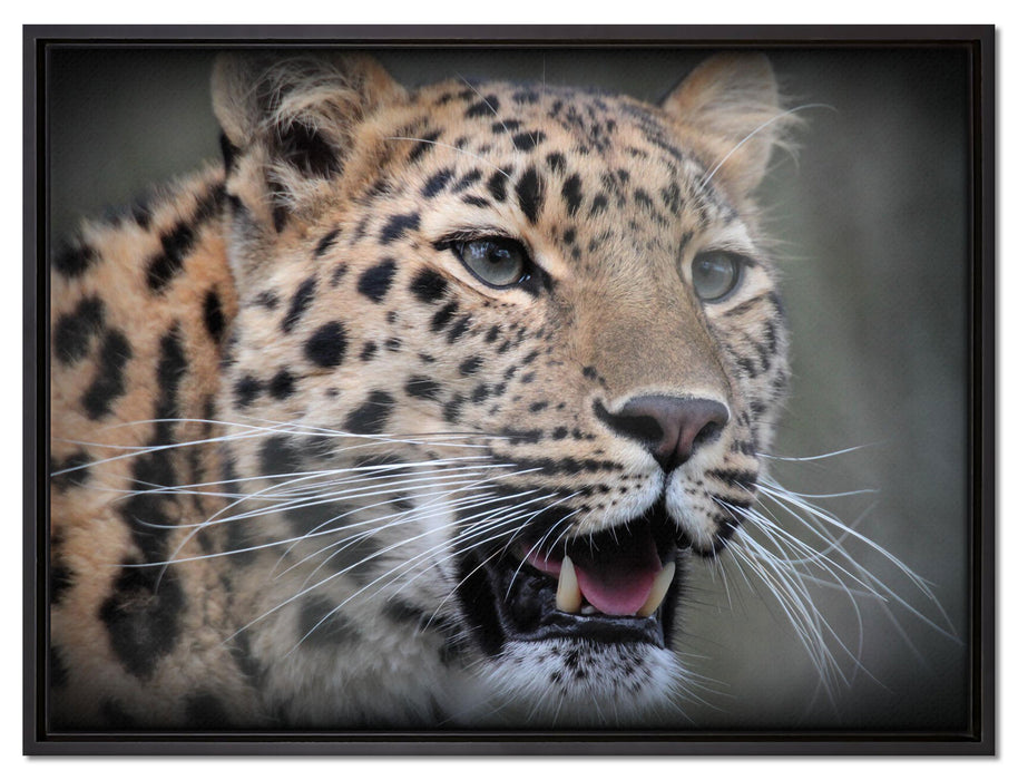 ausgewachsener Leopard auf Leinwandbild gerahmt Größe 80x60
