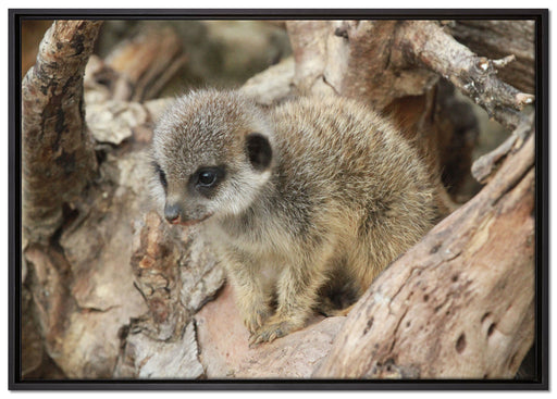 junges Erdmännchen auf Baum auf Leinwandbild gerahmt Größe 100x70