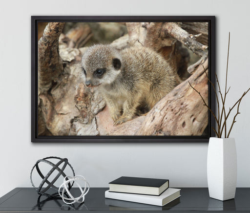 junges Erdmännchen auf Baum auf Leinwandbild gerahmt mit Kirschblüten