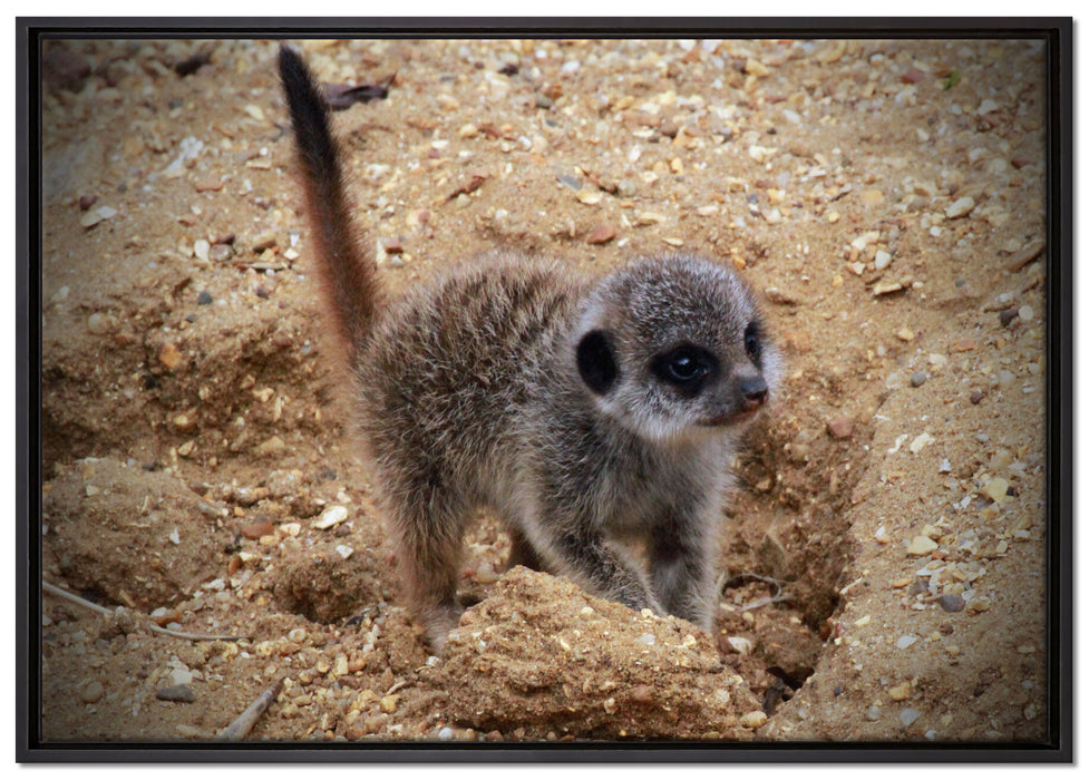junges Erdmännchen auf Boden auf Leinwandbild gerahmt Größe 100x70
