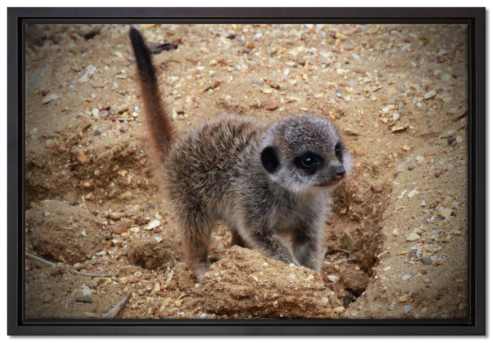 junges Erdmännchen auf Boden auf Leinwandbild gerahmt Größe 60x40