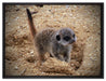 junges Erdmännchen auf Boden auf Leinwandbild gerahmt Größe 80x60