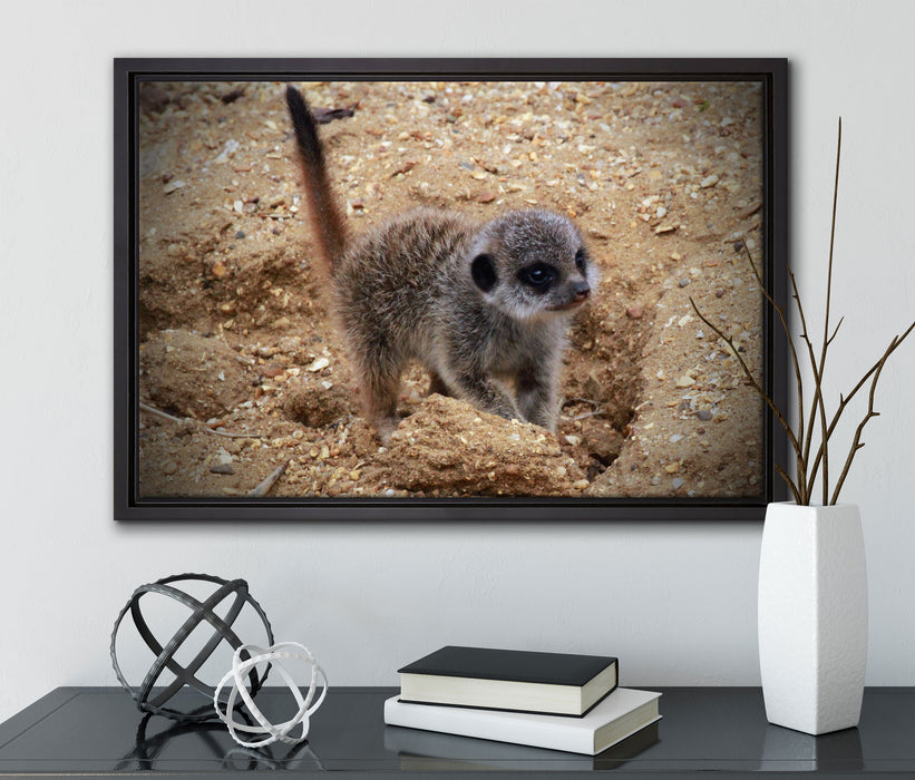 junges Erdmännchen auf Boden auf Leinwandbild gerahmt mit Kirschblüten