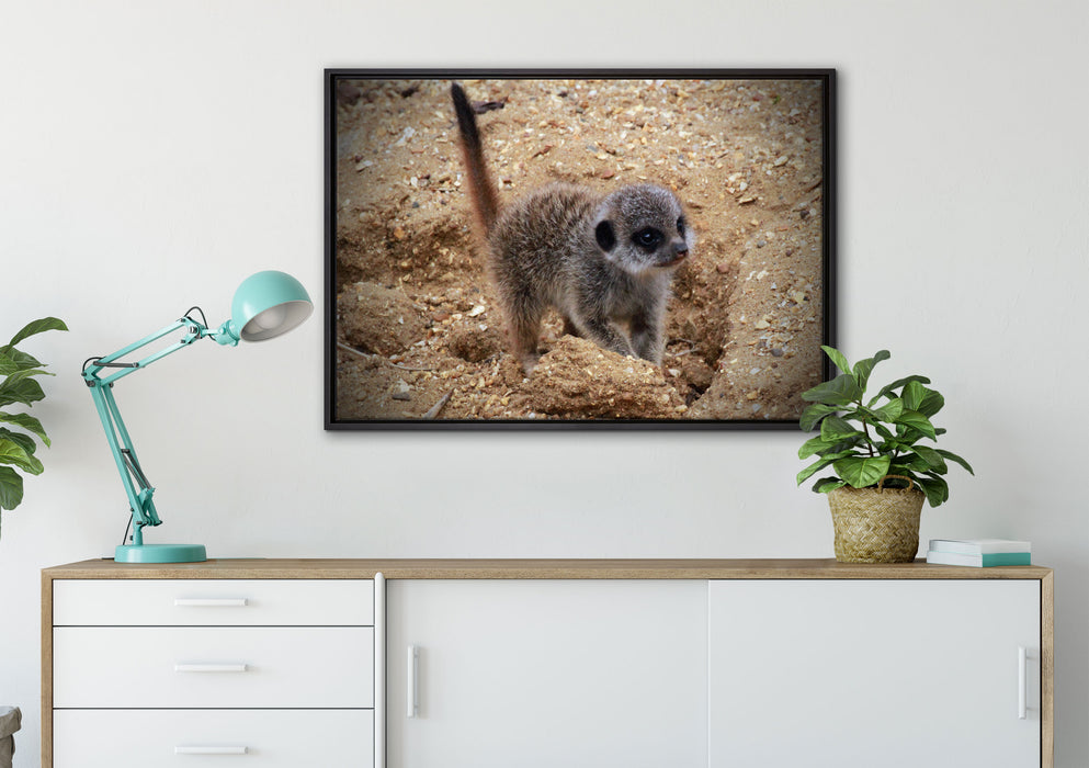 junges Erdmännchen auf Boden auf Leinwandbild gerahmt verschiedene Größen im Wohnzimmer