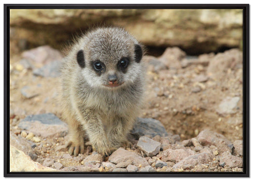 Erdmännchen zwischen Steinen auf Leinwandbild gerahmt Größe 100x70